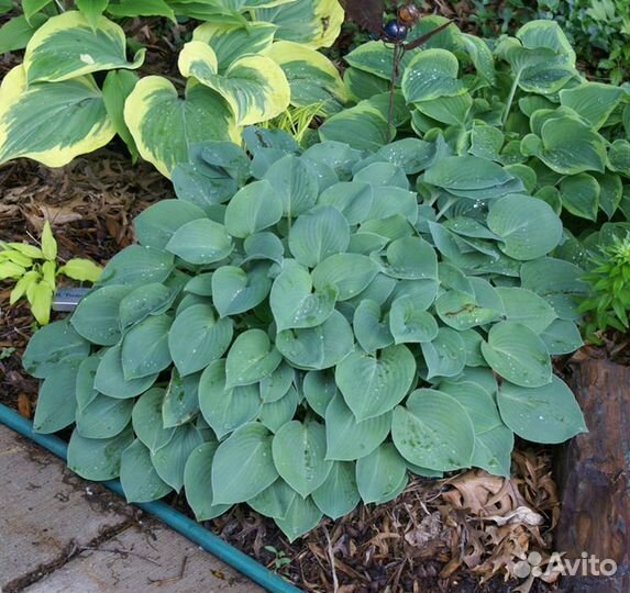 Саженцы хосты