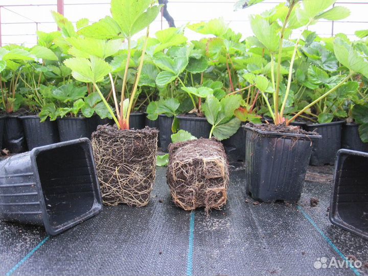 Саженцы рассада клубники земляники