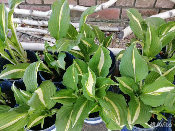 Хоста 10 видов