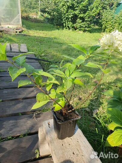 Гортензия Полар Бир