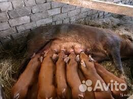 Поросята ландрас дюрок