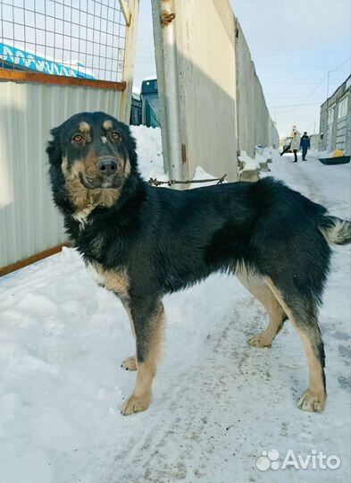 Метис азиата