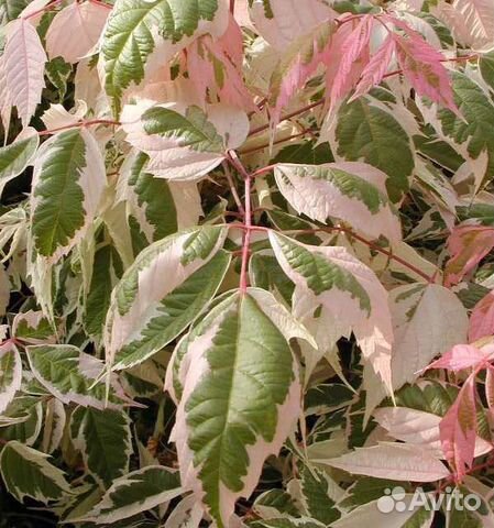 Клен Фламинго крупномер