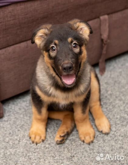 Щенок в добрые руки