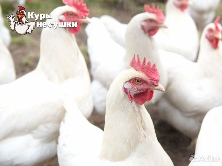 Куры несушки Хайсекс Браун порода