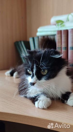 Кошки в добрые руки