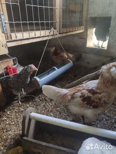 Куры молодки