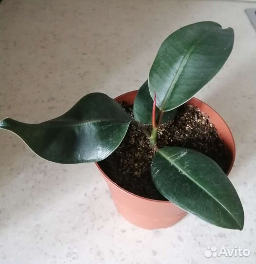 Фикус эластика каучуконосный