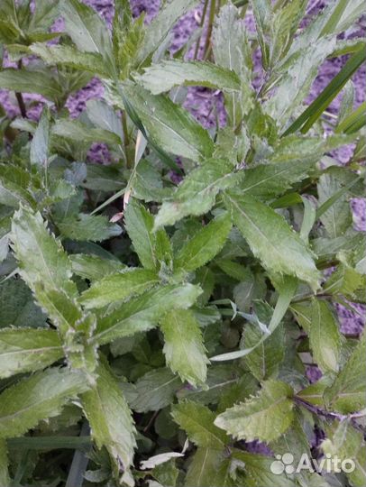 Мята ананасная, ореховая и др