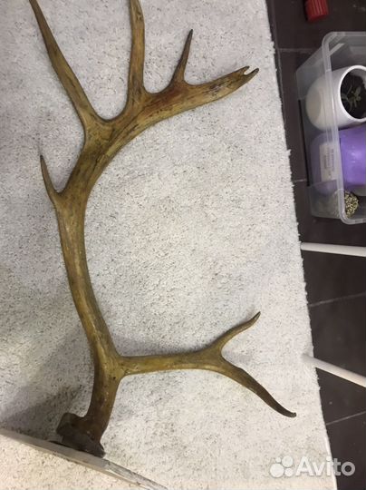Рога оленя