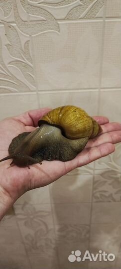 Улитки ахатины бесплатно