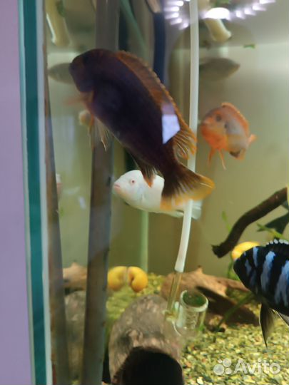 Аквариумные рыбки