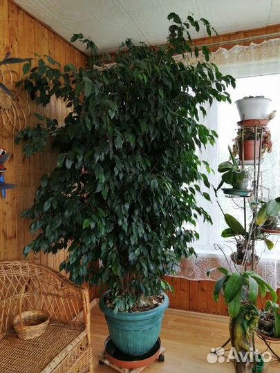 Фикус бенжамина