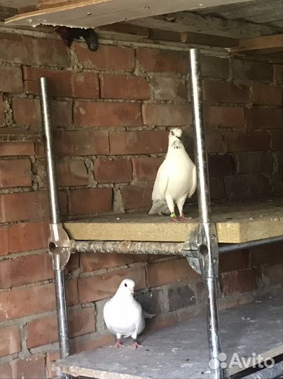 Продажа голубей статные