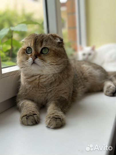 Шотландский кот