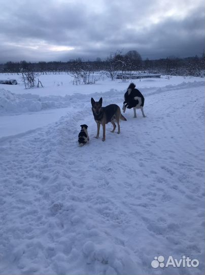 Щенки карельская медвежья лайка