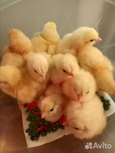 Адлерская серебристая