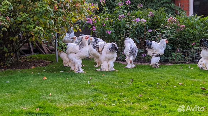 Куры петухи брама кохенхин палевый