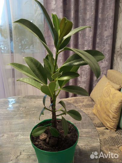 Фикус (обмен)