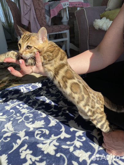 Бенгальская