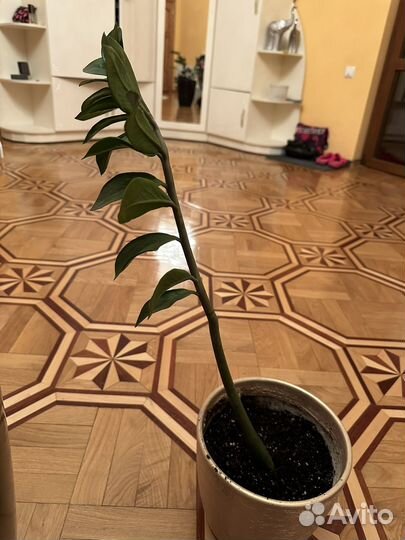 Замиокулькас