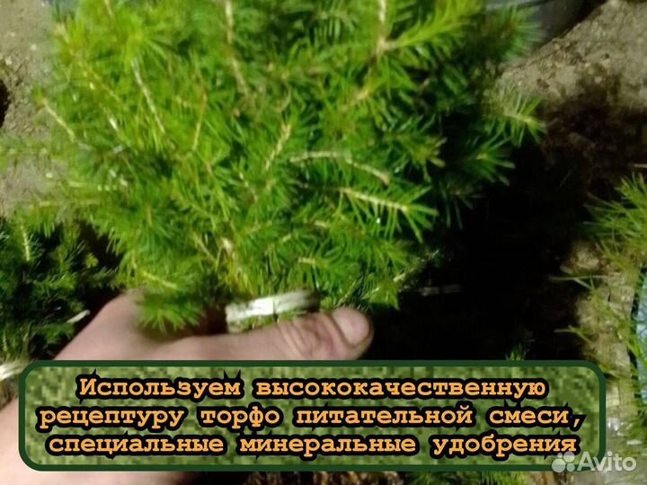 Сеянцы сосны окс и ели окс