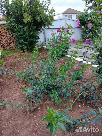 Продажа Саженцов