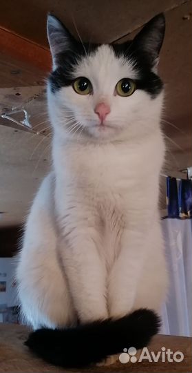 Кошке нужна помощь