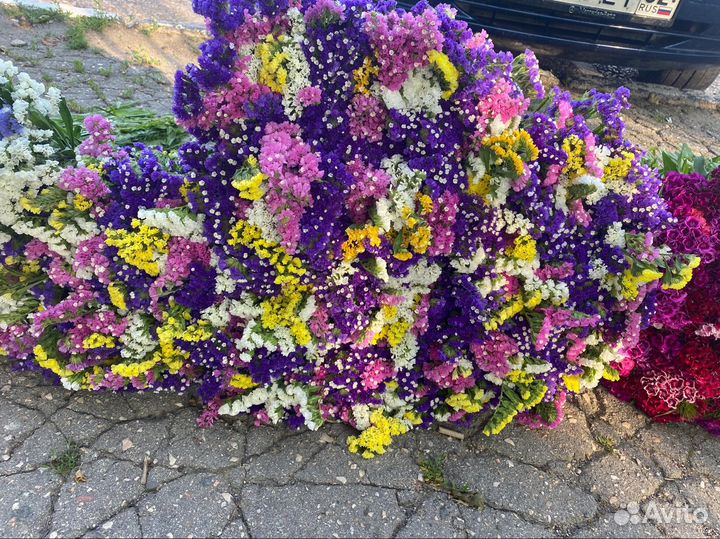 Статица сухоцвет