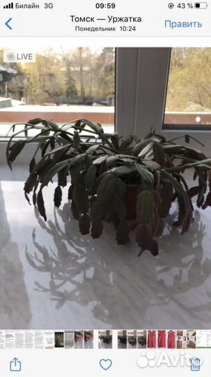 Декабрист шлюмбергера