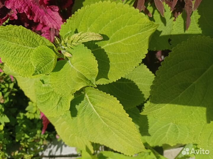 Черенки коллеусов