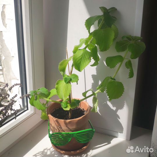 Домашняя мята