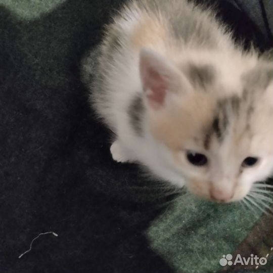 Кошка в дар