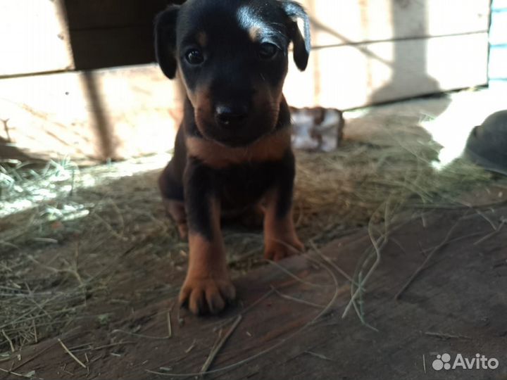 Щенки ягдтерьера