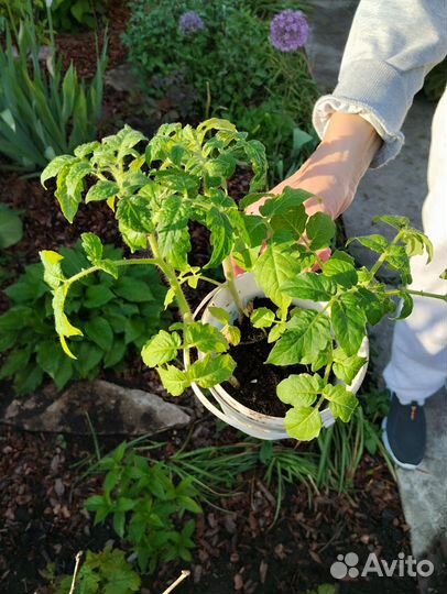 Рассада помидор