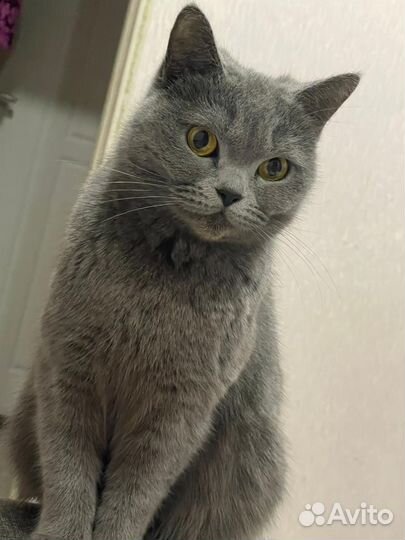 Британская кошечка