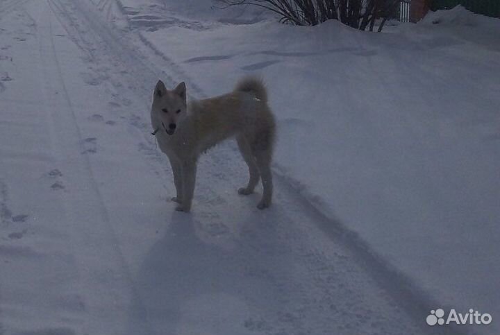Собака помесь лайки