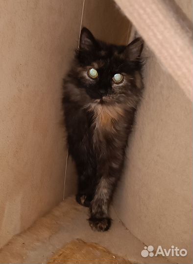Кошки