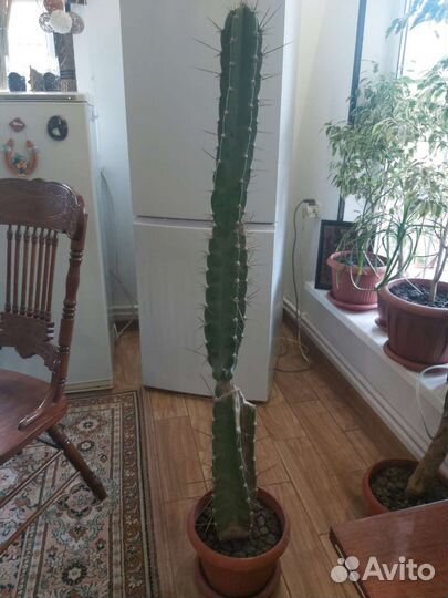 Большой кактус