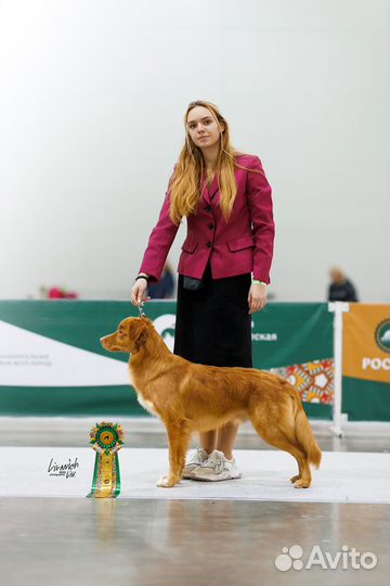 Новошотландский ретривер вязка