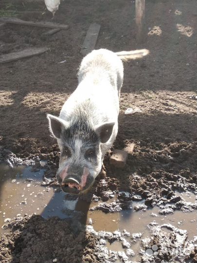 Вьетнамский хряк