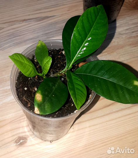 Гардения жасминовидная