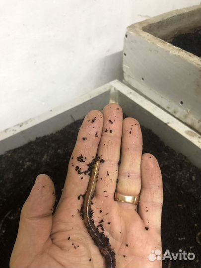 Червь Дендробена, Старатель