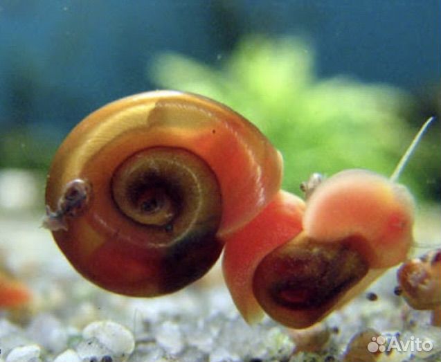 Улитки аквариумные катушки. Отдам