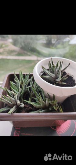 Кактусы и суккуленты