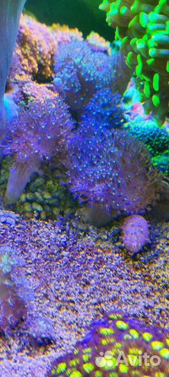 Живые кораллы, морской аквариум