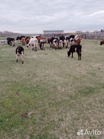 Телята телочки