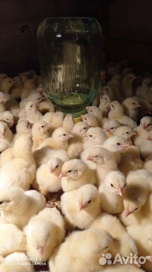Цыплята - бройлер Росс 308 и Кбб 500