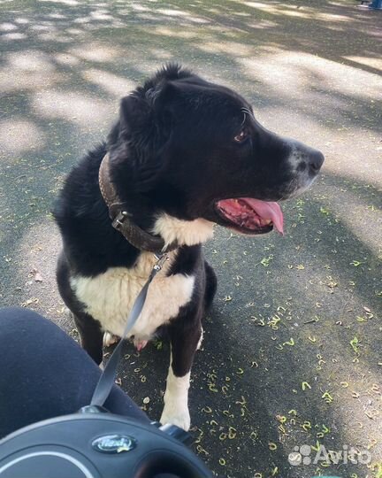 Отдам в добрые руки