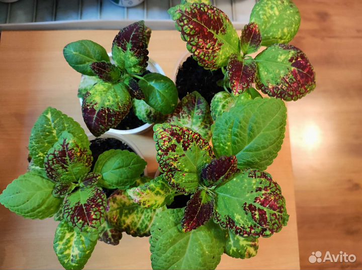 Колеус Аватар, Хенна и другие